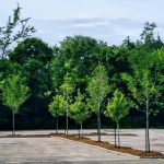 Beaurivage : Déminéralisation a permis d’ajouter des espaces verts pour améliorer l’aménagement paysager ainsi la qualité de vie des résidents.